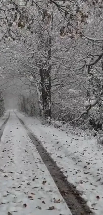 Serene snow-covered pathway with trees in winter.