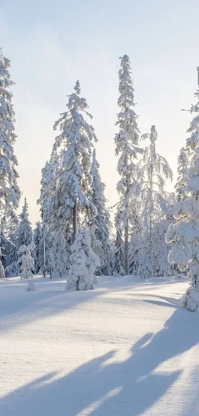 Snow-covered pine trees in a serene winter forest.