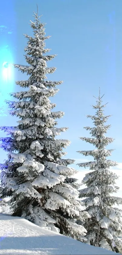 Snowy pine trees under a clear blue sky, perfect for a serene mobile wallpaper.