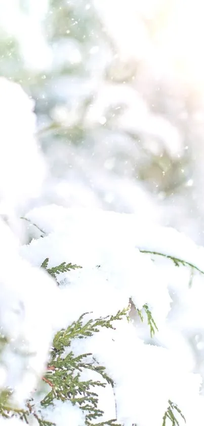 Snow-covered pine branches with a soft white winter background.