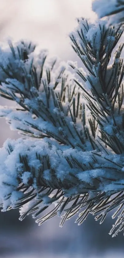 Snowy pine tree branches covered in frost.