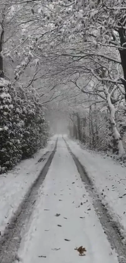 A serene winter road covered in snow amidst a tranquil forest.