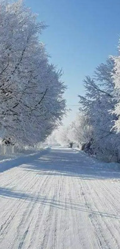 Snowy road with trees covered in frost under a clear blue sky, serene winter scene.