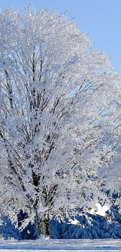 Snow-covered tree under a clear blue sky.