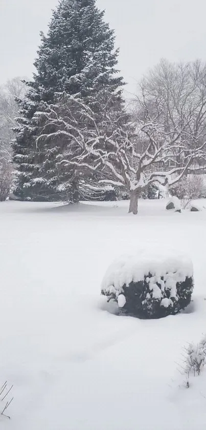 Serene snowy landscape with trees covered in snow.