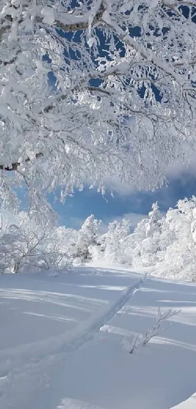 Snowy forest with frosted trees under a clear blue sky.