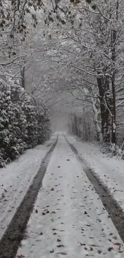 Serene snow-covered path through a winter forest scene.