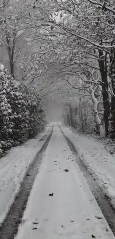 A tranquil snowy path through a winter forest landscape.