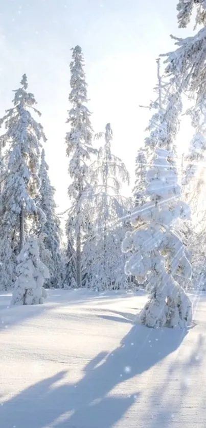 Snowy forest with sunlit trees and white winter landscape.