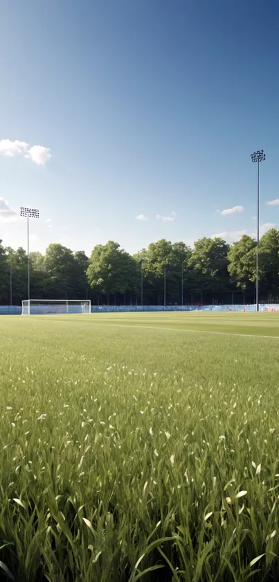 Serene soccer field under blue sky with lush green grass.