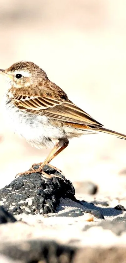 Sparrow perched on a beach rock with a sandy background.