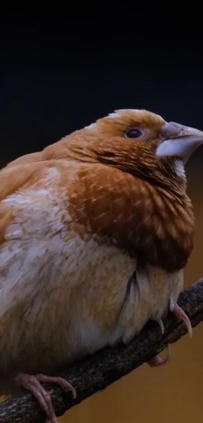 Close-up of a sparrow on a branch with rich brown hues.