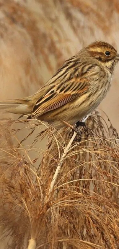 Sparrow perched on dried brown reeds in serene wallpaper.