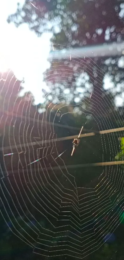 Spider web glowing in the morning sunlight with a forest background.