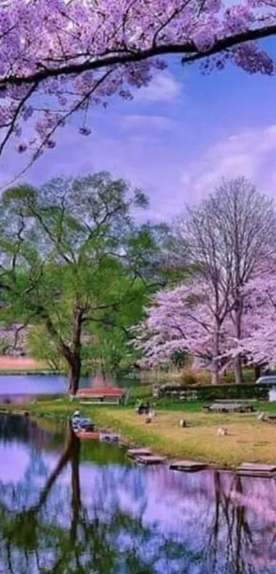 Beautiful spring cherry blossom landscape with a tranquil lake.