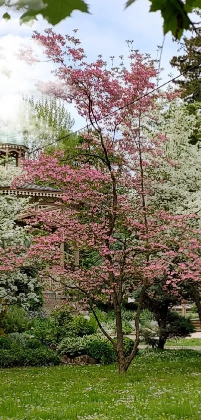 Serene park with spring blossoms in lush green setting for mobile wallpaper.