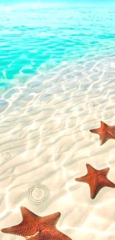 Serene beach with starfish and turquoise water.