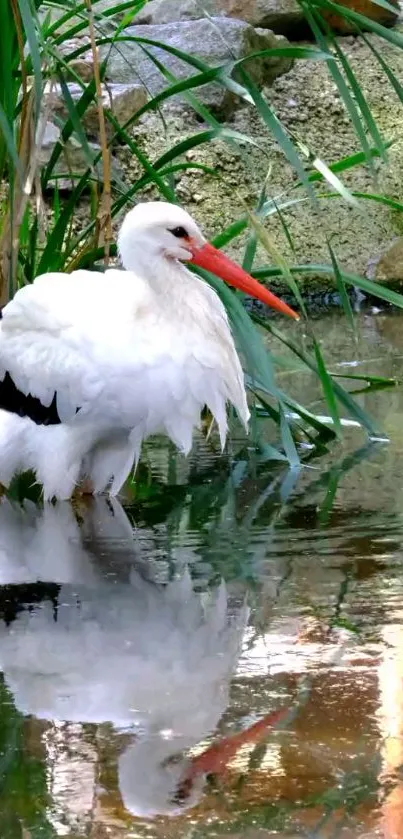 White stork standing by water with green reeds.