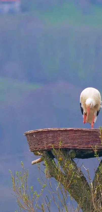 A stork perched on its nest, amidst a blurred natural background.