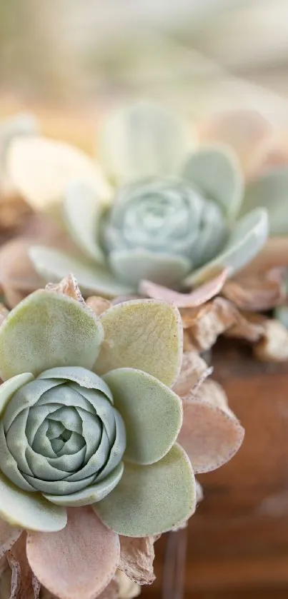 Serene succulent plants in green and beige hues for mobile wallpaper.