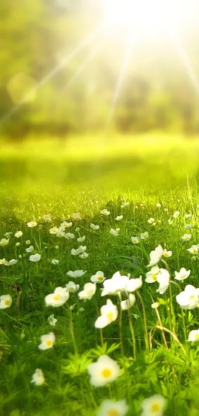 Serene wallpaper of a sunlit field with white flowers and green grass.