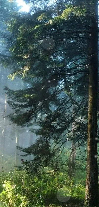 Sunlit forest path with tall trees and radiant green foliage.