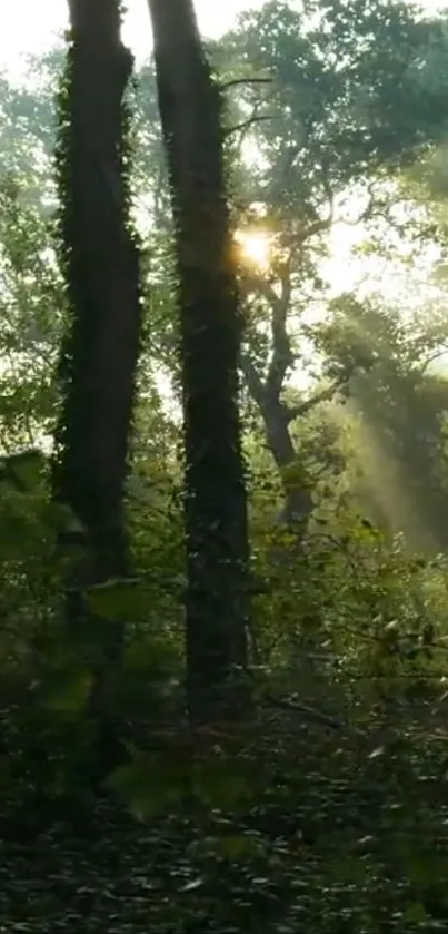 Sunlit forest with lush greenery and trees.