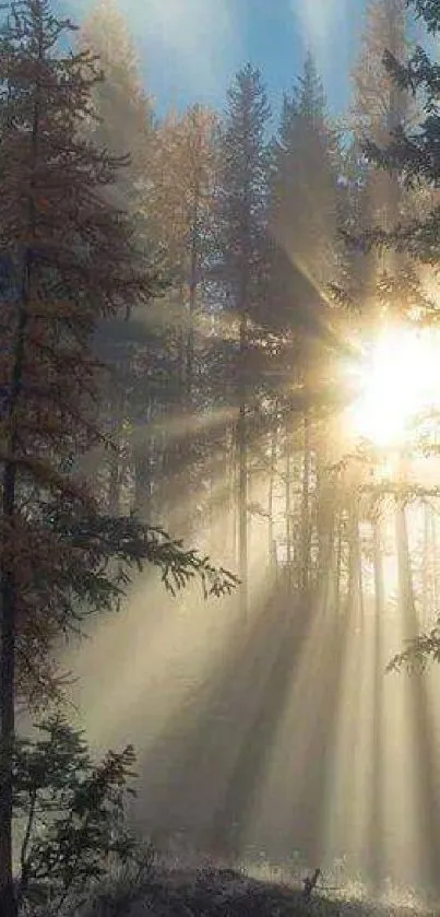 Mobile wallpaper of sun rays filtering through a serene forest.