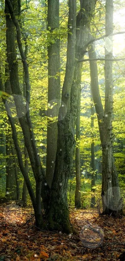 Sunlit forest with vibrant green foliage and autumn leaves covering the ground.