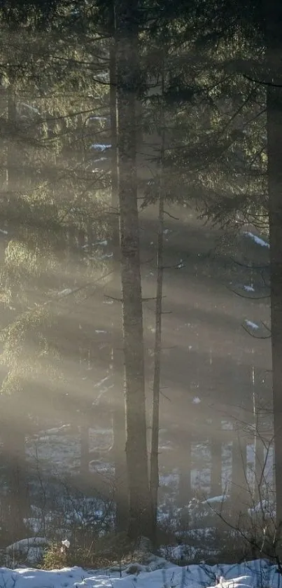 Sunlight streaming through a calm, snowy forest with tall trees and rays.