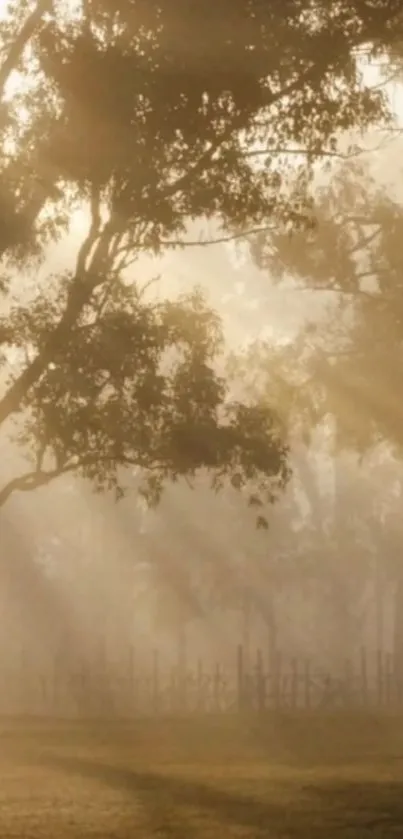 Serene forest with golden sun rays filtering through the trees.