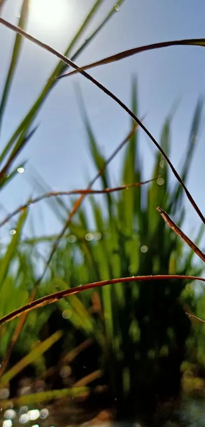 Sunlit grass with reflections under a blue sky, perfect for mobile wallpaper.