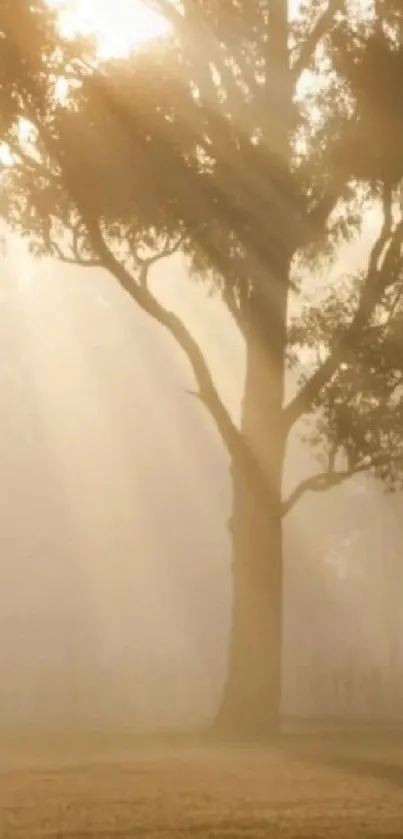 Golden misty morning tree with sunlight streaming through.