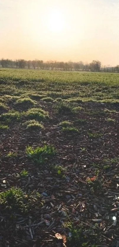 Serene sunrise over a lush green field.