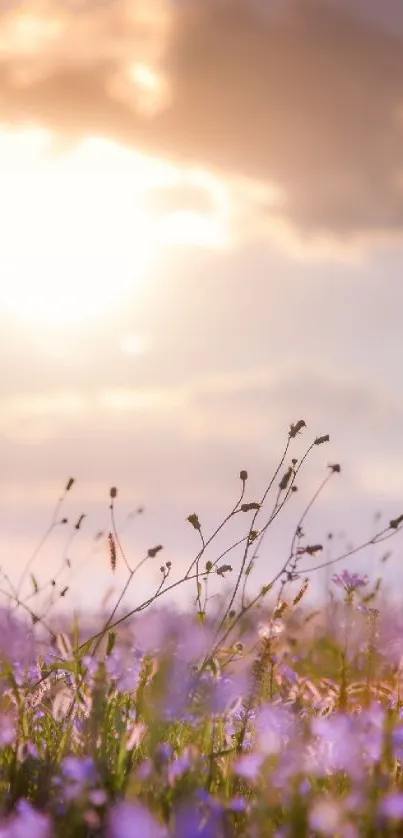 Sunrise over a field of wildflowers with golden light and pastel skies.