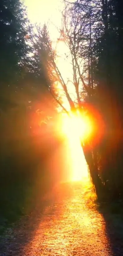 Beautiful sunrise glowing through forest path with vibrant colors.