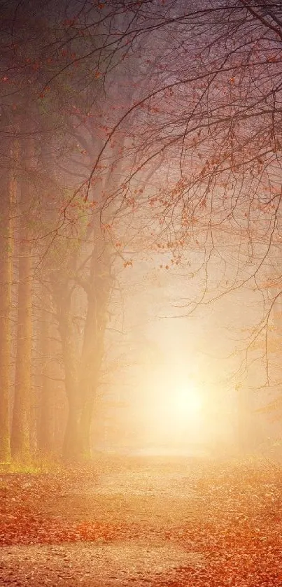 Sunrise over an autumn forest path, radiating tranquility and warmth.