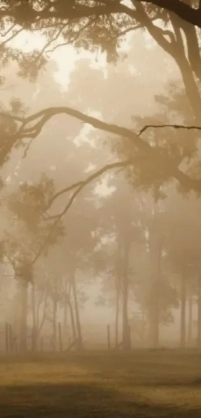 Serene forest with sunrise, mist, and trees casting shadows.