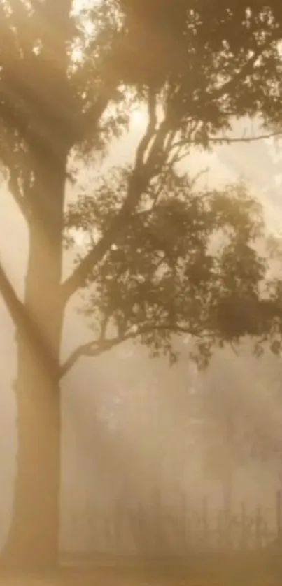 Misty forest at sunrise with sunlight filtering through the trees.