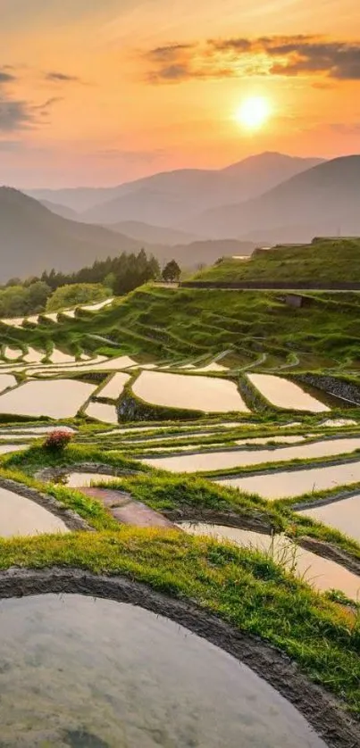 Sunrise over lush green rice terraces with a serene landscape backdrop.