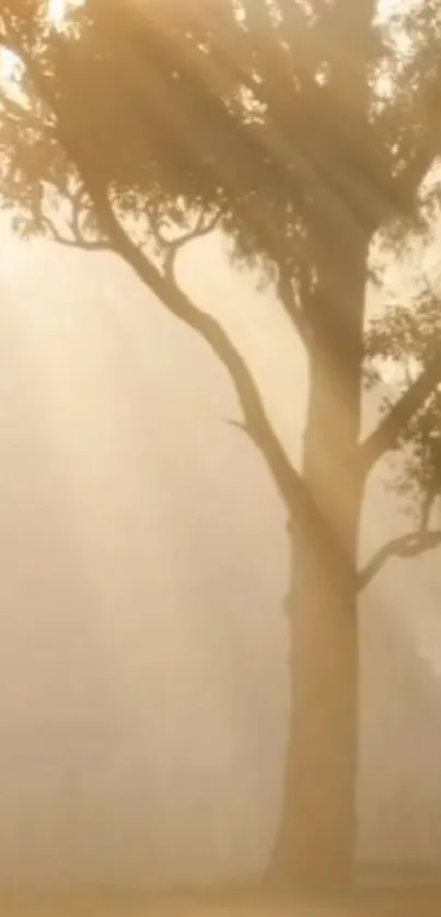 Tree silhouette with sunlit background creating a serene landscape.