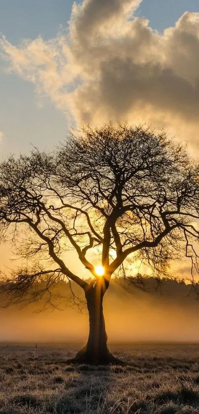 Silhouette of a tree at sunrise with golden hues and serene clouds.