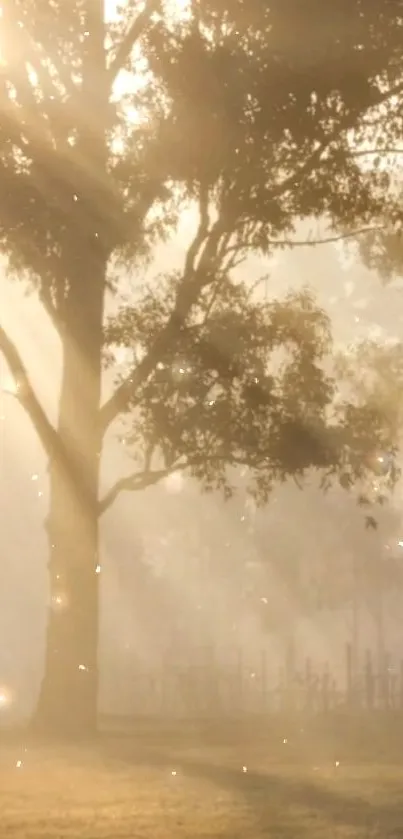 Serene sunrise casting golden light through a tree in misty landscape.