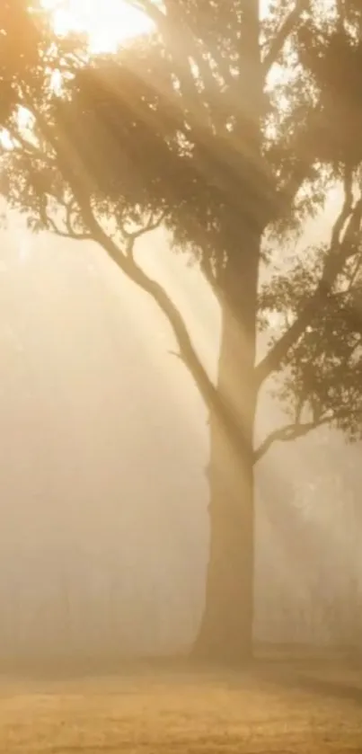 Serene landscape with tree at sunrise, bathed in golden light.