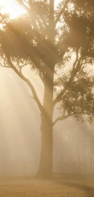 Serene morning sunrise with a tree silhouette in soft golden light.