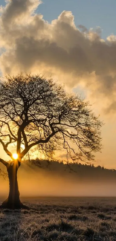 Lone tree with sunrise and mist in scenic landscape.