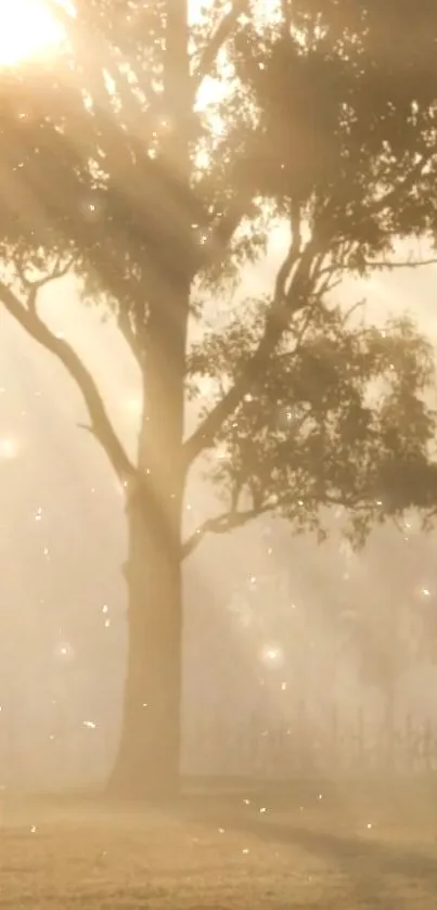 Majestic tree in golden sunrise light creating a serene scene.