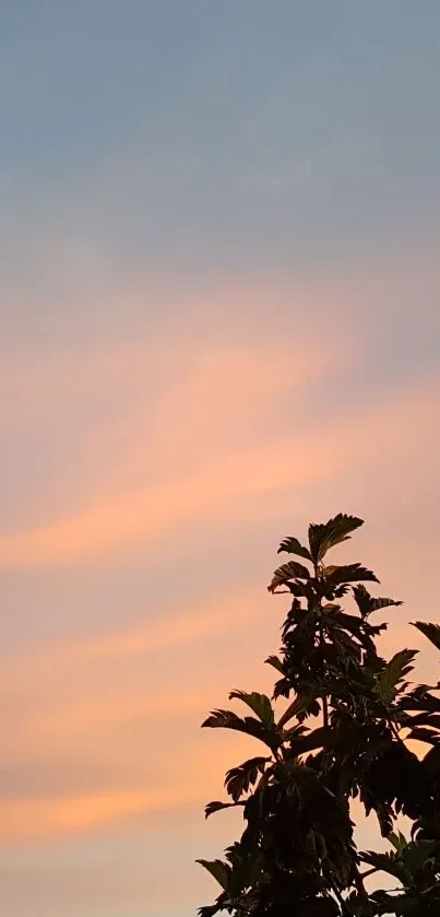 Serene sunset with pastel sky and silhouetted tree branches.