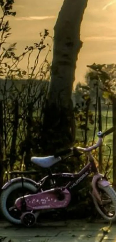 Peaceful sunset with a pink bicycle and tree.