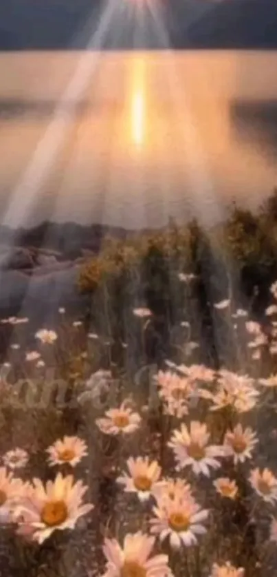 Beautiful sunset over a lake with daisies in the foreground.